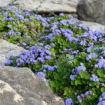 Como Cultivar: Agerato